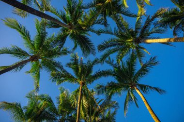Avuç içi. Güzel palmiye ağaçları. Tropik yapraklar. Egzotik manzara. Güneşli yaz gökyüzü. Cennet adası manzarası. Palmiye ağacı duvar kağıdı. Hindistan cevizi. Tropik tatil sahnesi. Orman dokusu. Miami 'de avuç içi