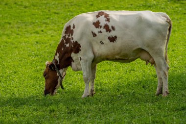 Tarlalarda inek. Sığır çiftliği. Otlayan inekle güneşli çayır. Çimenli bir çayırda inek sürüsü. Doğadaki sığırlar. İnek otlağı. Kırsal çiftlik hayvanları. Otlayan inek. Süt ürünleri.