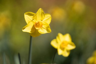 Narcissus çiçeği çiçek açtı. Bahar güzeli. Narcissus çiçekleri. Bahçedeki Narcissus çiçekleri. Çiçek açan bir narsistin yakın çekimi. Çiçekler bahar arkaplanı