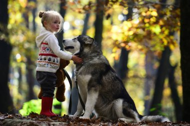 Köpekle gezen çocuk. Sonbahar parkında köpekle oynayan bir çocuk. Küçük kız şirin Husky 'ye sarılıyor. Çocuk ve köpek. Evcil köpekli bir çocuk. Sonbahar yeşilliğinde şirin bir köpek yavrusu. Yumuşak köpek ve çocuk portresi. Köpek dostları