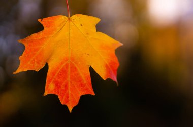 Sonbahar sonbahar arka planı. Akçaağaç sonbaharda ayrılır. Sonbahar manzarası. Sonbahar doğası. Sonbaharın doğal güzelliği. Düşen yapraklar. Düşen akçaağaç sonbahar duvar kağıdını bırakır. Sonbahar yaprakları. Sonbahar yeşilliği