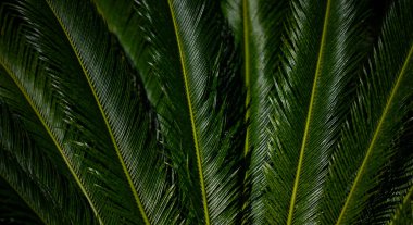 Avuç içi yaprakları. Yeşil yapraklı duvar kağıdı. Egzotik orman yaprakları. Geriye tropik yeşillik bırakır. Avuç içi yaprağı yakın çekim. Yaprak deseni. Avuç içi yaprakları. Yeşil avuç arkaplanı