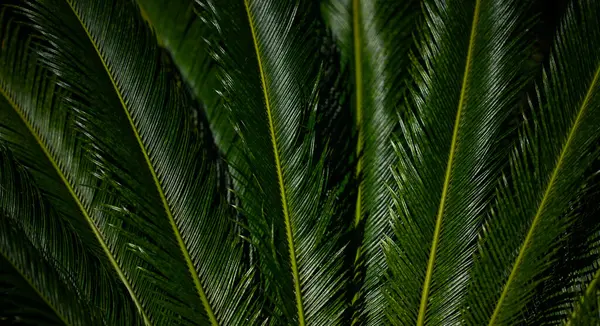 Avuç içi yaprakları. Yeşil yapraklı duvar kağıdı. Egzotik orman yaprakları. Geriye tropik yeşillik bırakır. Avuç içi yaprağı yakın çekim. Yaprak deseni. Avuç içi yaprakları. Yeşil avuç arkaplanı