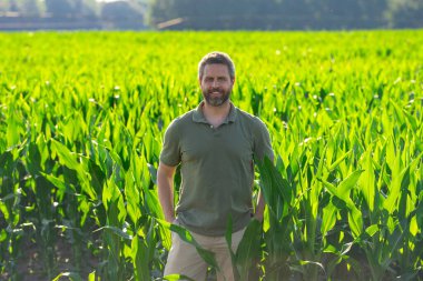 Bir çiftçi çiftlikteki mısır tarlasında. Çiftçi mısır yetiştirmek için çiftlikte çalışıyor. Kırsal kesimde bir erkek çiftçinin portresi. Tarım işçisi, çiftçi. Mısır koçanı hasadı. Kırsal alanda bir adam