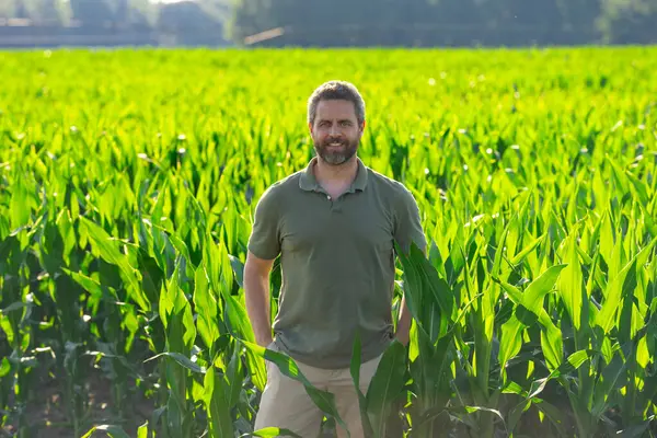 Bir çiftçi çiftlikteki mısır tarlasında. Çiftçi mısır yetiştirmek için çiftlikte çalışıyor. Kırsal kesimde bir erkek çiftçinin portresi. Tarım işçisi, çiftçi. Mısır koçanı hasadı. Kırsal alanda bir adam