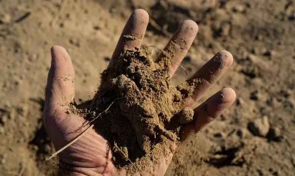 Toprak çiftçilerin elinde. Toprak ekime hazır. Çiftçi toprağı tutar. Agronomist çiftlikte toprağı kontrol ediyor. Ekim mevsimi. Humus verimli toprak ekime hazır. Kirli iş