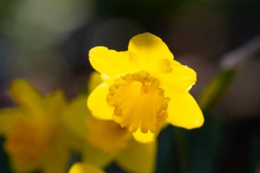 Narcissus çiçeği çiçek açtı. Bahar çiçekleri. Narcissus çiçekleri. Bahçedeki Narcissus çiçekleri. Çiçek açan bir narsistin yakın çekimi. Çiçekler bahar arkaplanı