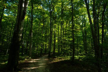 Yeşil yaz arkaplanı. Bulanık soyut yaz geçmişi. Doğal yeşil yapraklar yeşillik çevre ekolojisi arka planını kapak sayfası olarak kullanır. El ilanları için yeşil bulanıklık, poster, kapak, afiş