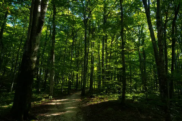 Yeşil yaz arkaplanı. Bulanık soyut yaz geçmişi. Doğal yeşil yapraklar yeşillik çevre ekolojisi arka planını kapak sayfası olarak kullanır. El ilanları için yeşil bulanıklık, poster, kapak, afiş