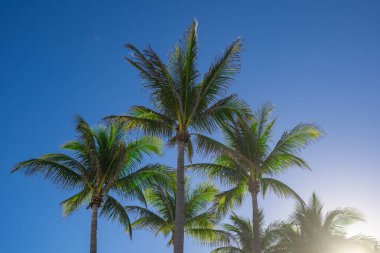 Avuç içi. Güzel palmiye ağaçları. Tropik yapraklar. Egzotik manzara. Güneşli yaz gökyüzü. Cennet adası manzarası. Palmiye ağacı duvar kağıdı. Hindistan cevizi. Tropik tatil sahnesi. Orman dokusu. Miami 'de avuç içi