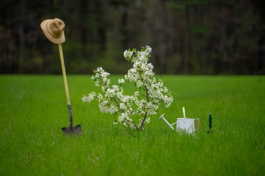 Bahçe aletleri. Bahçe aletleri arka planı. Sahada bitki yetiştirme araçları. Bahçe küreği ve su kovası. Bahçe malzemeleri. Bahar ekme aletleri. Çimen arka planda bahçe aracı