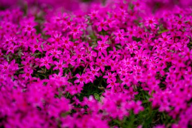 Çiçek arka planı. Bahar arka planı. Çiçek açan doğal bir geçmişi var. Çiçek açan güzel bir pankart. Bahar çiçeği şablonu. Bahar tasarımı için çiçek dokusu. Plox arkaplanı