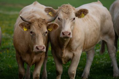 Yeşil bir çayırda otlayan inek. Çayırda inek var. Yeşil alanda otlayan çiftlik hayvanları. Sığır ve buzağılarla tarım hayatı. Kırsal alanda bir inek. Otlaklı sığır çiftliği. Çiftlikteki süt ineği