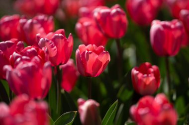 Bir sürü kırmızı lale. Bahar çiçeklerini kapat. Bahçede açan inanılmaz kırmızı pembe laleler. Lale çiçeği bitkileri. Bahar çiçeği arka planı. Bahar çiçekleri kırmızı ve yeşil arkaplan