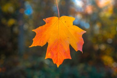 Sonbahar sonbahar arka planı. Akçaağaç sonbaharda ayrılır. Sonbahar manzarası. Sonbahar doğası. Sonbaharın doğal güzelliği. Düşen yapraklar. Düşen akçaağaç sonbahar duvar kağıdını bırakır. Sonbahar yaprakları. Sonbahar yeşilliği