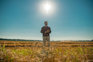 Hasat zamanı. Tarlada çalışan bir adam. Kırsal kesimde geleneksel tarım. Hasat tarlaları olan çiftlik arazisi. Olgun arpa toplayan çiftçi. Çiftçi hasatı kontrol ediyor. Hasadı denetleyen adam.