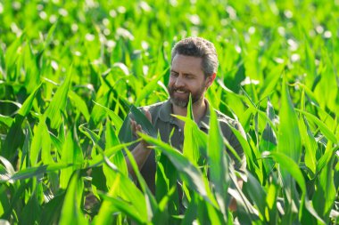 Bir çiftçi tarladaki mısır tarlasını inceliyor. Çiftçi mısır yetiştirmek için çiftlikte çalışıyor. Kırsal kesimde bir erkek çiftçinin portresi. Tarım işçisi, çiftçi