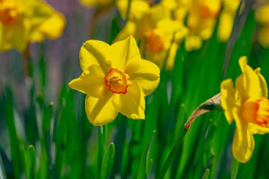 Baharda Narcissus çiçeği. Bahar narsisleri çiçek açar. Bahçedeki Narcissus çiçekleri. Çiçek açan bir narsistin yakın çekimi. Çiçeklerin bahar arkaplanı. Sarı doğa arkaplanı