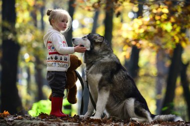 Köpekle gezen çocuk. Sonbahar parkında köpekle oynayan bir çocuk. Küçük kız şirin Husky 'ye sarılıyor. Çocuk ve köpek. Evcil köpekli bir çocuk. Sonbahar yeşilliğinde şirin bir köpek yavrusu. Yumuşak köpek ve çocuk portresi