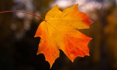 Sonbahar sonbahar arka planı. Sonbaharda ayrılıyor. Sonbahar manzarası. Sarı turuncu ve kırmızı yaprak. Sonbaharın doğal güzelliği. Düşen yapraklar. Düşen akçaağaç sonbahar duvar kağıdını bırakır. Sonbahar yaprakları. Sonbahar yeşilliği