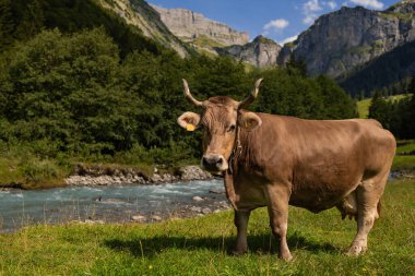 İnekler yeşil bir çayırda otluyor. Kırsalda sığır sürüsü. Otlayan inekleri olan dağlık çayırlar. İneklerle dolu tarım arazileri. İneklerle dolu otlak alanlar. Çimen sığır