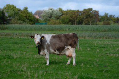 Otlakta otlayan sığırlar. Sığır sürüsü. Çiftlik hayvanı ineği yeşil çimlerle besleniyor. Otlakta otlayan inek çayırı. Tarladaki sığırlar. Köyde otlayan inek. İnek ile çayırı açın. Sığır sürüsü