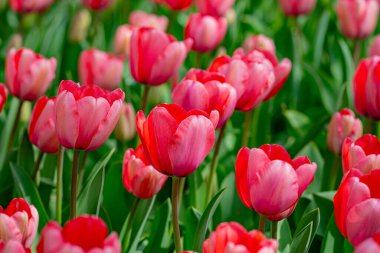 Bahar bahçesi. Bahar doğasında güzel lale çiçekleri. Yakından sarmalanmış pembe lalelerin yakın çekimi. Lale tarlası. Bahar lalesi. Bahar bahçesinde kırmızı lale çiçekleri