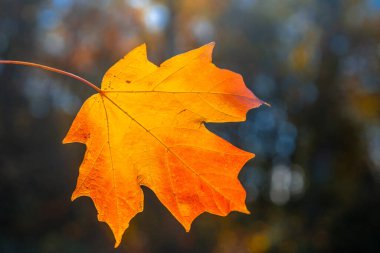 Sonbahar yaprakları. Akçaağaç yapraklarından sonbahar yaprakları. Günışığında sonbahar ağacı. Doğal sonbahar geçmişi. Sonbahar arkaplanı. Altın akçaağaç dalları. Doğanın sonbahar paleti