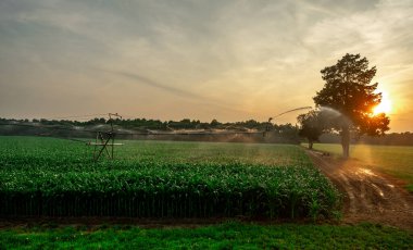 Çiftçilik ve sulama kavramı. Fıskiye sulama sistemiyle tarla manzarası. Yaz tarlasında mısırları ilaçlıyor.