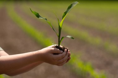 Toprakta filizlenen çocuk. Elinde mısır filizi tutan çocuk. Baharda çiftçilik yapan genç bir çocuk. Mısırlı filizli çocuk eli. Mısır yetiştiriyorum. Kırsalda küçük bir çiftçi. Çocukların elinde mısır filizleri