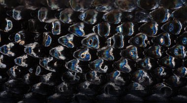 Makro pullu yılan derisi. Yılan ölçekli model. Kara yılan pulları. Yılan derisi pullarının yakın çekimi. Egzotik sürüngen deseni. Derimsi yılan dokusu. Yılanlar sürüngen dokusunu detaylandırır.