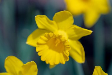 Bahar Narcissus çiçeği arkaplanı. Bahar narsisleri çiçek açar. Bahçedeki Narcissus çiçekleri. Çiçek açan bir narsistin yakın çekimi. Çiçekler bahar arkaplanı