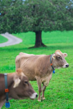 İnekler bir çayırda otluyor. Yeşil bir tarlada sığır otlağı. Kırsal kesimdeki tepedeki otlaktaki mandıra hayvanları. Sığır yetiştirme otlağı çimlerin üzerinde. Brangus Sığırları doğal çayırlarda. Otlaklar inek