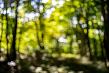 Yazın bahçedeki yeşil yaprak doğası. Bahar arkaplanı olarak doğal yeşil yapraklar. Yeşil çevre ekolojisi, yeşil duvar kağıdı. İlkbaharın bulanık arka planı Ağaçlar tarafından