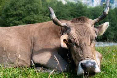 Çiftlikteki inek. Tarlalarda inek. Sığır çiftliği. Otlayan ineklerle dolu bahar dağı manzarası. Çimenli bir çayırda inek sürüsü. Doğadaki sığırlar. İnek otlağı. Kırsal çiftlik hayvanları