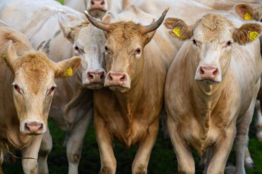 Çiftlikteki inekler. Tarlalarda inek. Sığır çiftliği. Otlayan inekle güneşli çayır. Çimenli bir çayırda inek sürüsü. Doğadaki sığırlar. İnek otlağı. Kırsal çiftlik hayvanları. Otlayan inek.