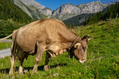 Yeşil bir çayırda duran inek. Otlaktaki inekler. Çiftlik hayvanları kırsalda otluyor. Sığır ve buzağılarla tarım hayatı. Kırsal alanda bir inek. Otlaklı sığır çiftliği. Süt ineği