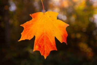 Sonbahar sonbahar arka planı. Akçaağaç sonbaharda ayrılır. Sonbahar manzarası. Sonbahar arkaplanı. Sonbaharın doğal güzelliği. Düşen yapraklar. Düşen yapraklar sonbahar duvar kağıdı. Sonbahar yaprakları. Sonbahar yeşilliği