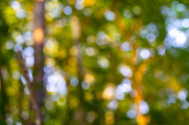 Bulanık yeşil orman. Arka plan yumuşak yeşil tonlarla parlıyor. Doğal bir arka plan barışçıl havayı güçlendirir. Bulanık yapraklar rüya gibi bir arka plan oluşturur. Orman arkaplanı