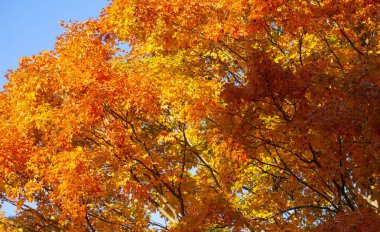 Sonbahar sonbahar arka planı. Akçaağaç sonbaharda ayrılır. Sonbahar manzarası. Sonbahar ekimi. Sonbaharın doğal güzelliği. Düşen yapraklar. Düşen yapraklar sonbahar duvar kağıdı. Sonbahar yaprakları. Sonbahar yeşilliği