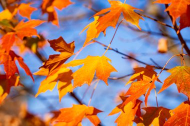 Sonbahar sonbahar arka planı. Akçaağaç sonbaharda ayrılır. Sonbahar manzarası. Sonbahar ekimi. Sonbaharın doğal güzelliği. Düşen yapraklar. Düşen yapraklar sonbahar duvar kağıdı. Sonbahar yaprakları. Sonbahar yeşilliği