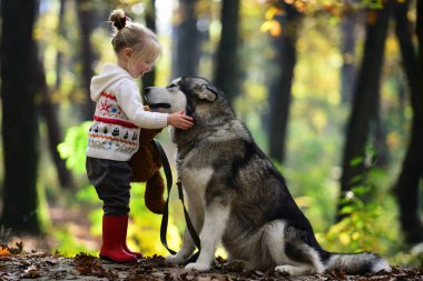 Köpekle gezen çocuk. Sonbahar parkında köpekle oynayan bir çocuk. Küçük kız şirin Husky 'ye sarılıyor. Çocuk ve köpek. Evcil köpekli bir çocuk. Sonbahar yeşilliğinde şirin bir köpek yavrusu. Yumuşak köpek ve çocuk portresi