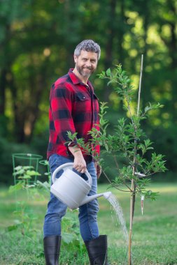 Bahçede bitki yetiştiren bahçıvan. Evin arka bahçesinde tarım ağacı var. Ağaç diken bir adam. Bahçıvanlık ve su kovası. Ev bahçesi yetiştiriciliği. Olgun çiftçi dikme ve sulama ağacı