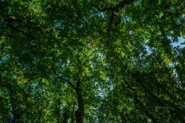 Orman geçmişi. Yeşil yaprak fon. Doğa yaprağı arka planı. Yeşil yapraklı orman yeşillik arka planı. Ormanda yeşil. Yeşil bitkiler. Yeşillik üzerindeki doğa yaprağı bulanıklaştı