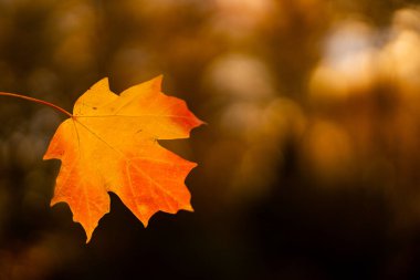 Sonbahar sonbahar arka planı. Akçaağaç sonbaharda ayrılır. Sonbahar manzarası. Sonbahar ekimi. Sonbaharın doğal güzelliği. Düşen yapraklar. Düşen yapraklar sonbahar duvar kağıdı. Sonbahar yaprakları. Sonbahar yeşilliği