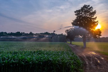 Güneşin doğuşunda fıskiye sulama çiftliği. Sulama sistemi sulama alanı. Mısırı suluyorum. Sabah sulama bitkisi. Mısır tarlası ilaçlama
