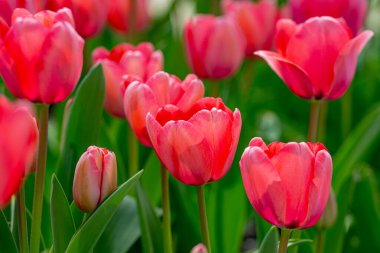 Gelişmiş arka plan. Bu bir lale. Bahar çiçeği.