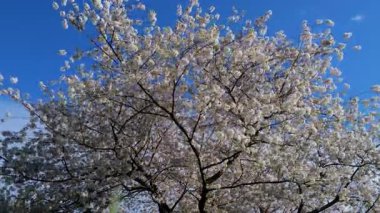 Baharda armut ağacından beyaz çiçek açar. Beyaz çiçek ağaçları, doğanın ilkbaharı. Beyaz çiçekli, soyut bahar mevsimlik arka plan. Kopya alanı olan Paskalya arkaplanı
