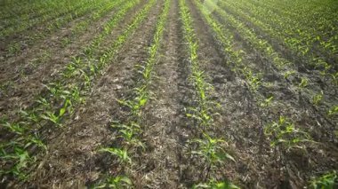 Mısır tarlası. Bereketli topraklara mısır ekiyorum. Mısır bitkileri büyüyor. Kırsal kesimde. Çevre dostu alanlarda tarım. Yeşil mısır tarlaları ekiyorum. Taze mısır hasat için hazır.