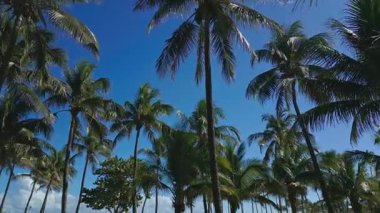 Florida, ABD 'den Miami Beach sahnesi. Miami sahili. Miami Plajı ve şehir manzarasının havadan görüntüsü. Miami sahili kıyı şeridi, hava manzaralı.